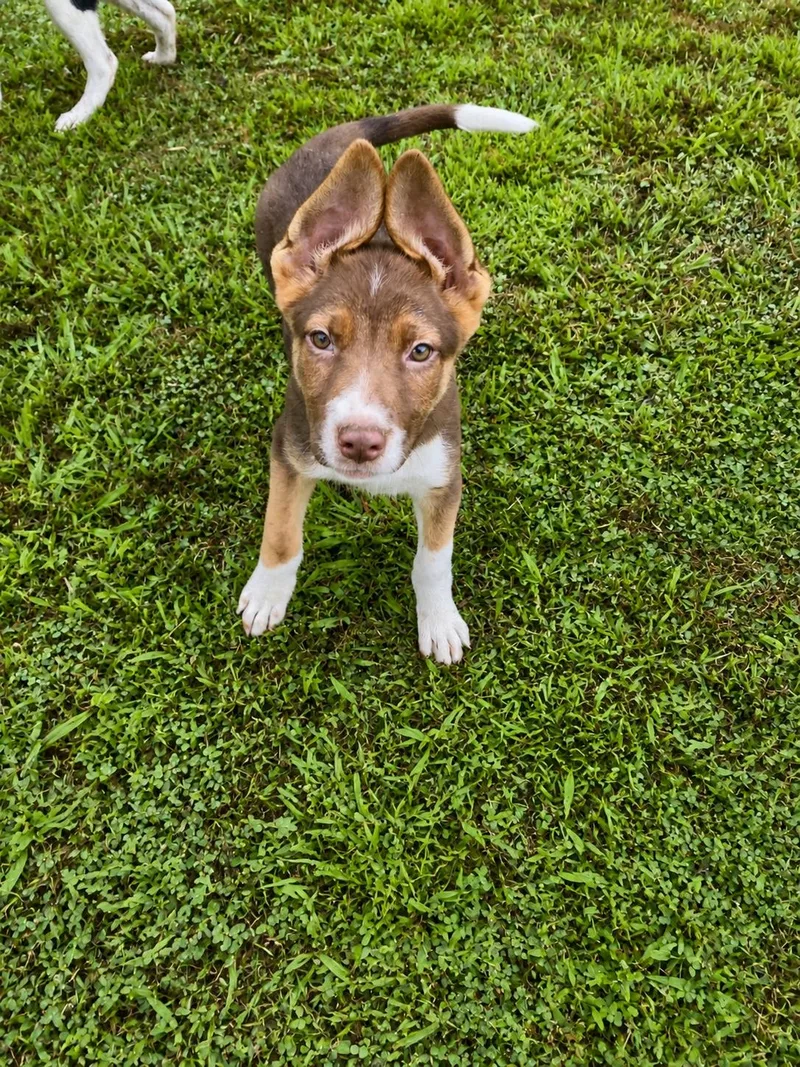 A baby medium-sized female Mixed Breed dog named Moxie for adoption in Pembroke, MA
