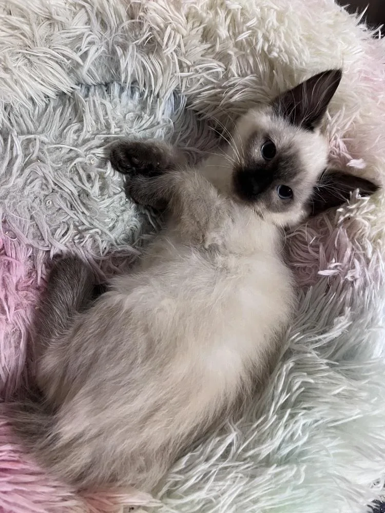 A baby small-sized female Domestic Medium Hair cat named Dolly for adoption in Virginia Beach, VA