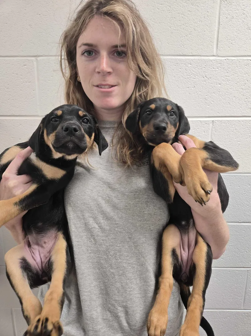 Little Britches And Cattle