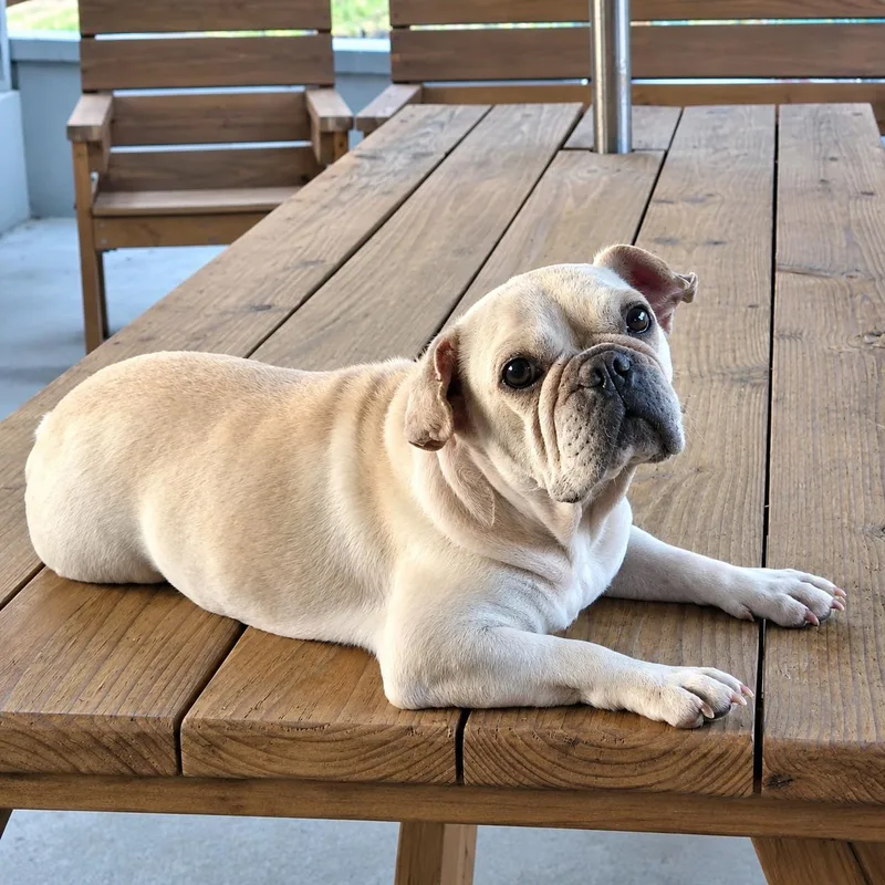 An adult medium-sized female French Bulldog dog named Frankie the Frenchie for adoption in Monticello, NY