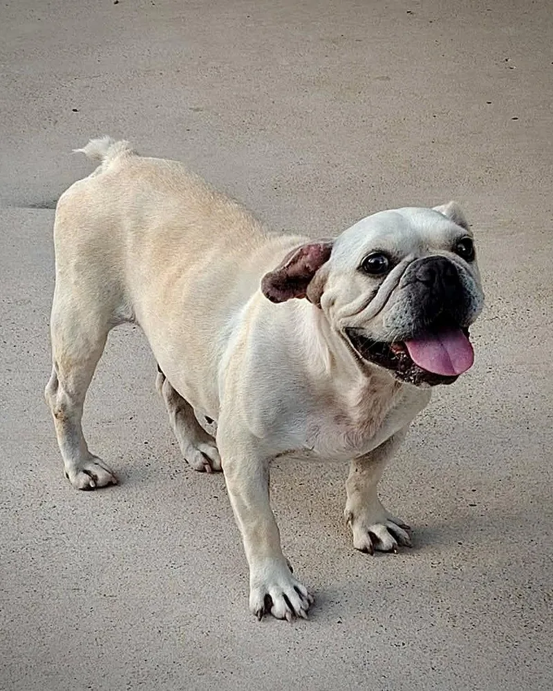 Frankie the Frenchie thumbnail 2