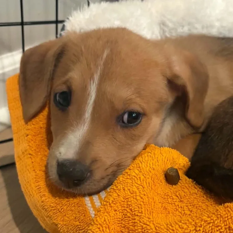 A baby medium-sized female Yellow / Tan / Blond / Fawn Hound dog named Clover for adoption in Overland Park, KS