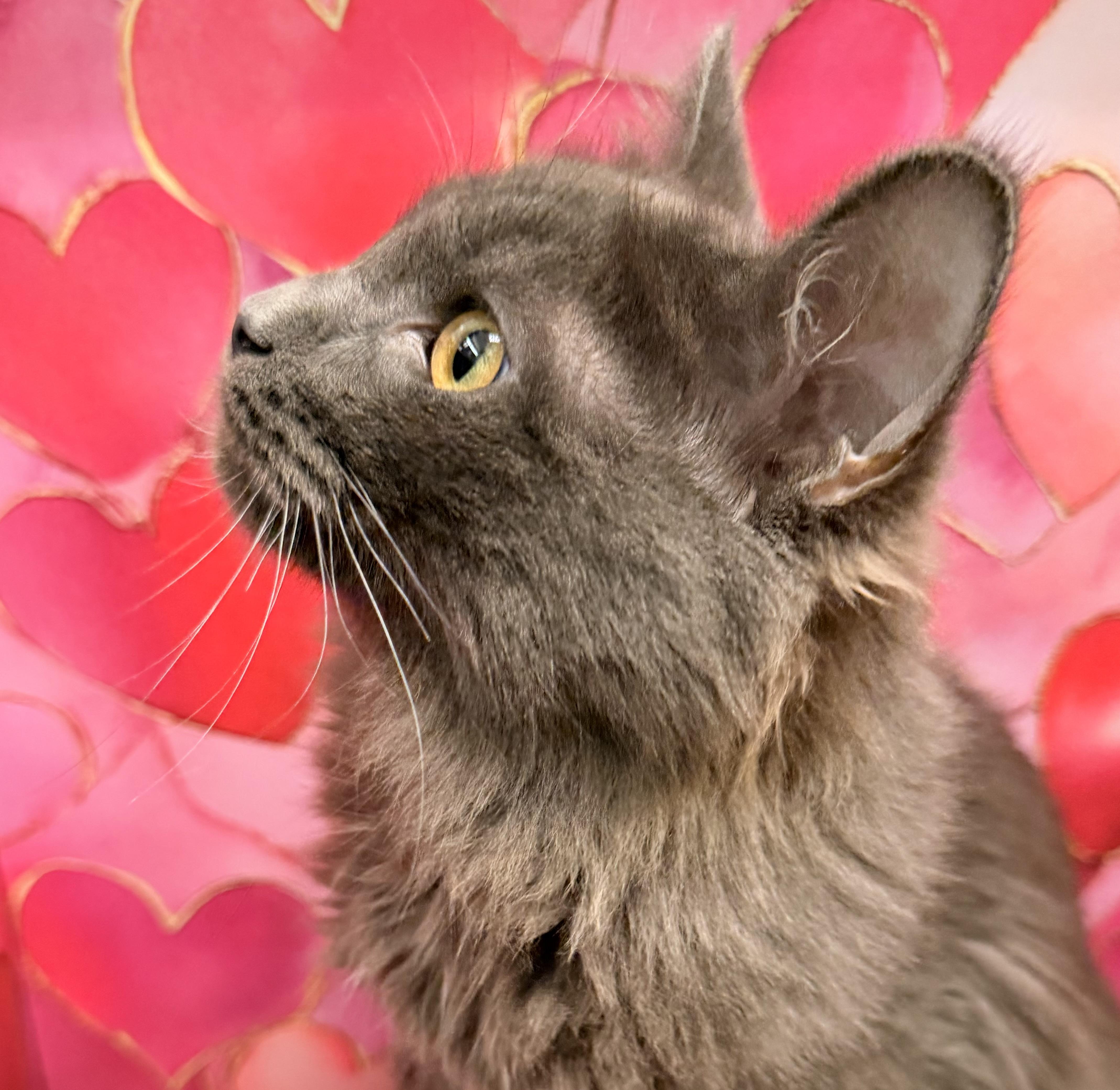 A baby medium-sized male Russian Blue cat named Fezco INDOOR ONLY for adoption in Stockton, CA