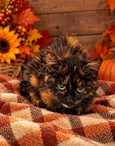 A young large-sized female Domestic Medium Hair cat named Truffle for adoption in Lagrange, IN
