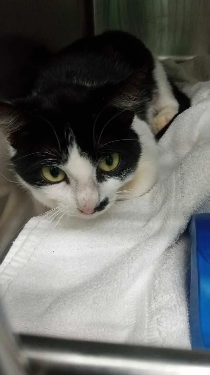 An adult medium-sized female Black Domestic Medium Hair cat named Unknown for adoption in Burgaw, NC