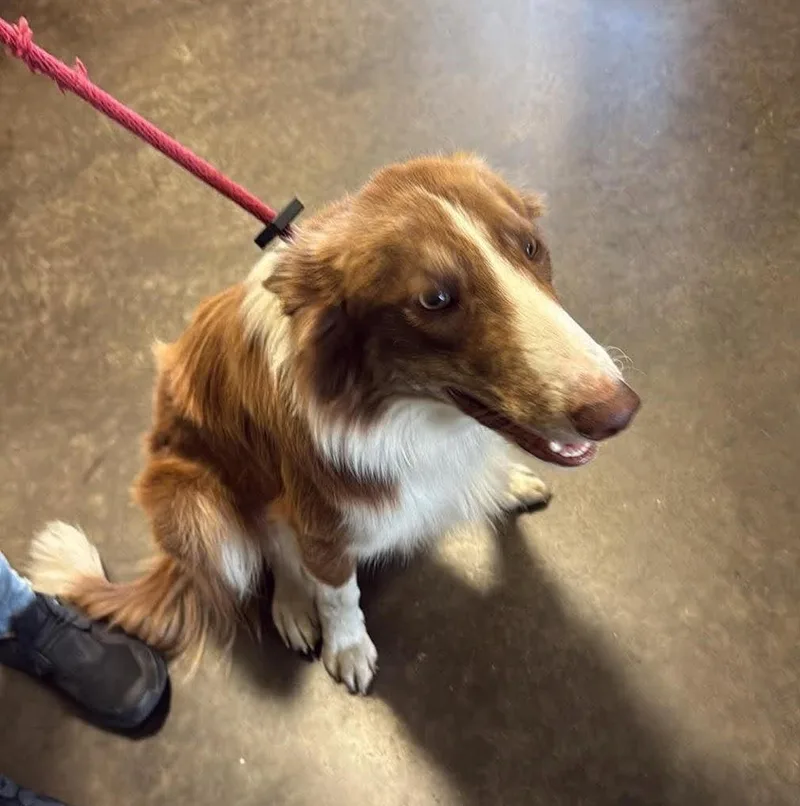 An adult medium-sized male Shetland Sheepdog / Sheltie dog named Roger for adoption in Rockwall, TX