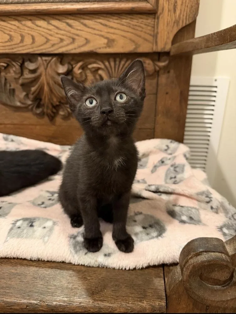 A baby small-sized female Domestic Short Hair cat named Ansley for adoption in Marietta, GA