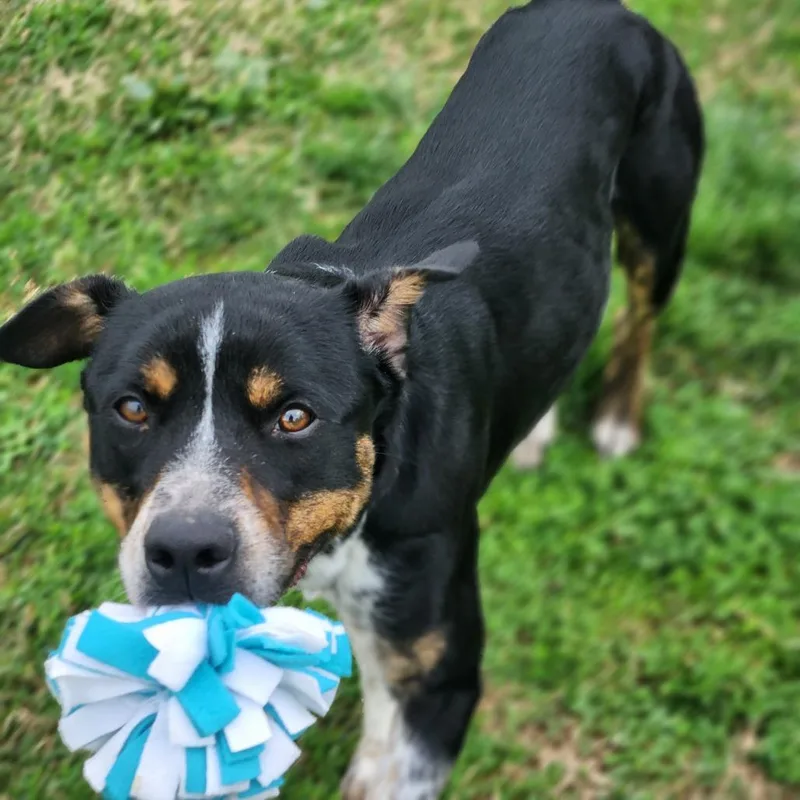 An adult medium-sized male Black Mixed Breed dog named Elias for adoption in Danville, KY