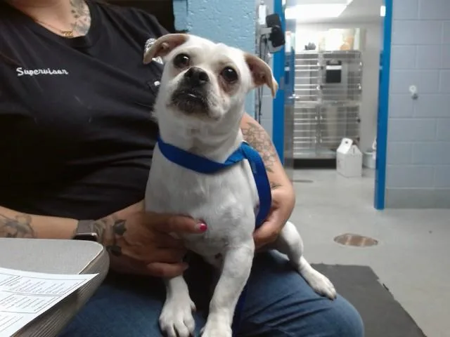 A young small-sized male Pug dog named Vanilla for adoption in Albuquerque, NM