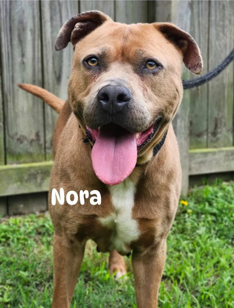 Nora