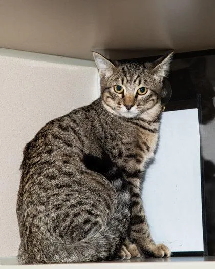 A baby small-sized male Domestic Short Hair cat named Pickle for adoption in Longmont, CO