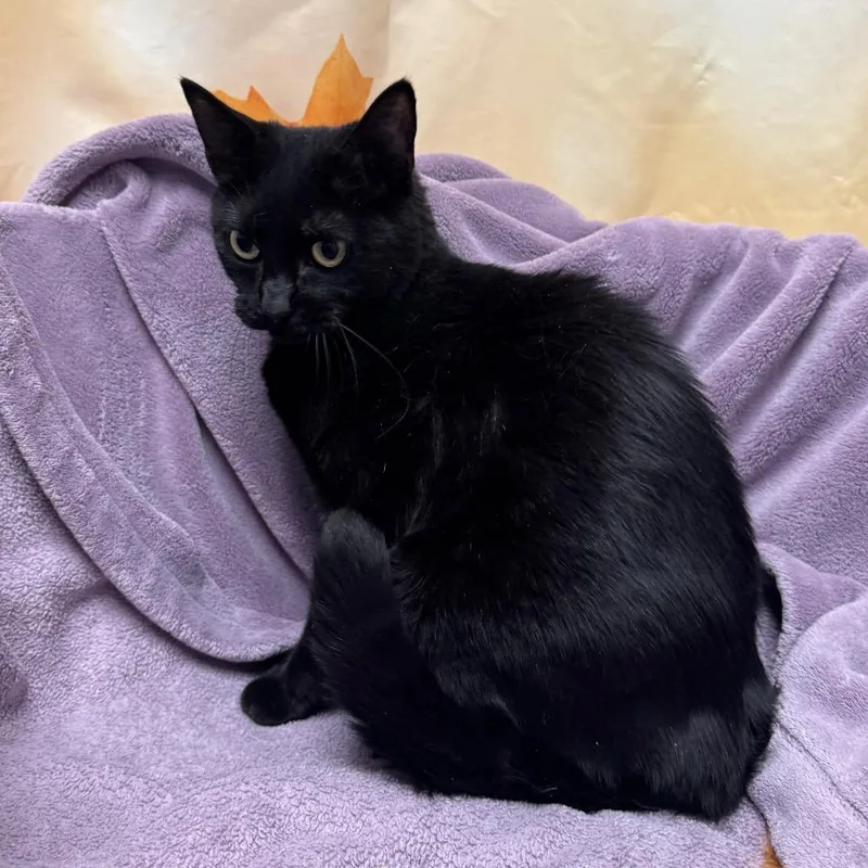 An adult medium-sized female Domestic Short Hair cat named Sabrina for adoption in Henderson, NV