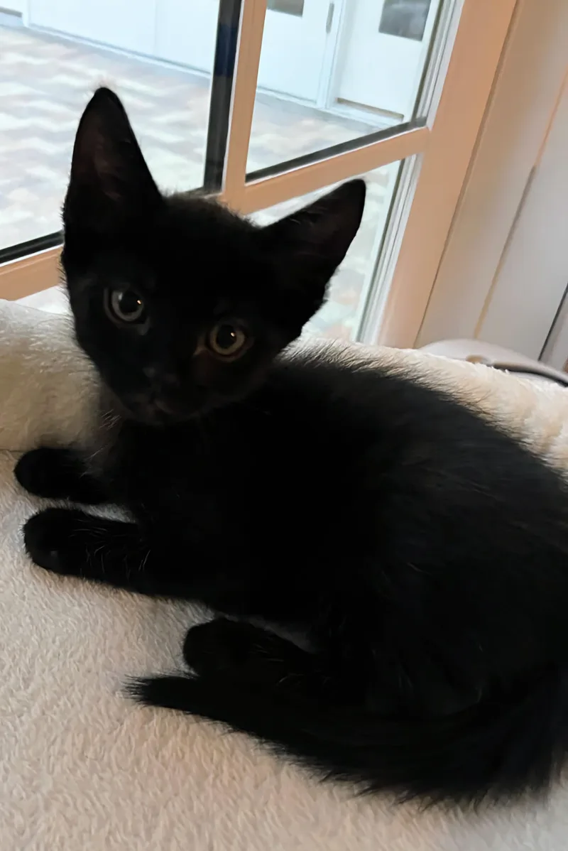 A baby medium-sized female Black Domestic Short Hair cat named Lena for adoption in Palm Harbor, FL