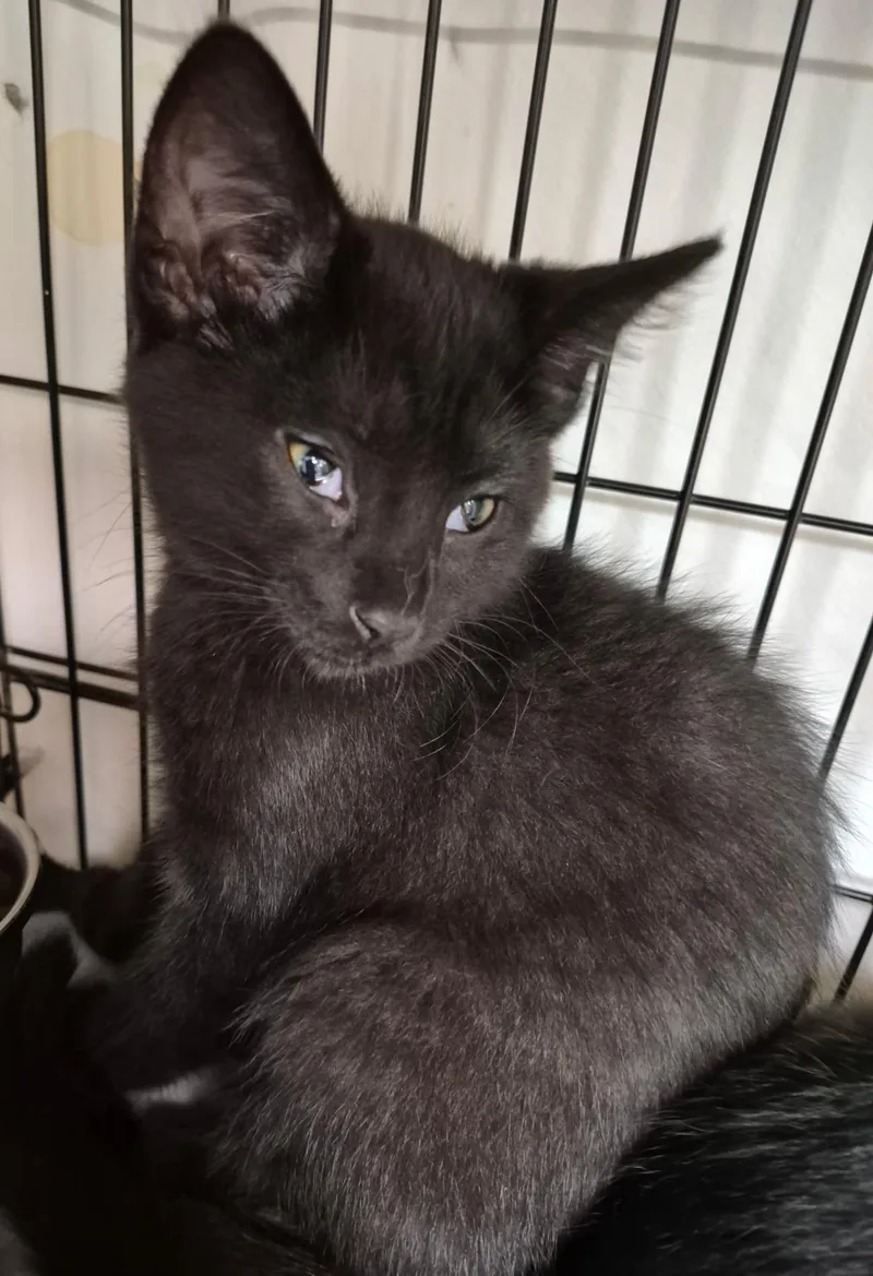 A baby medium-sized female Black Domestic Short Hair cat named Merlin for adoption in Milwaukee, WI