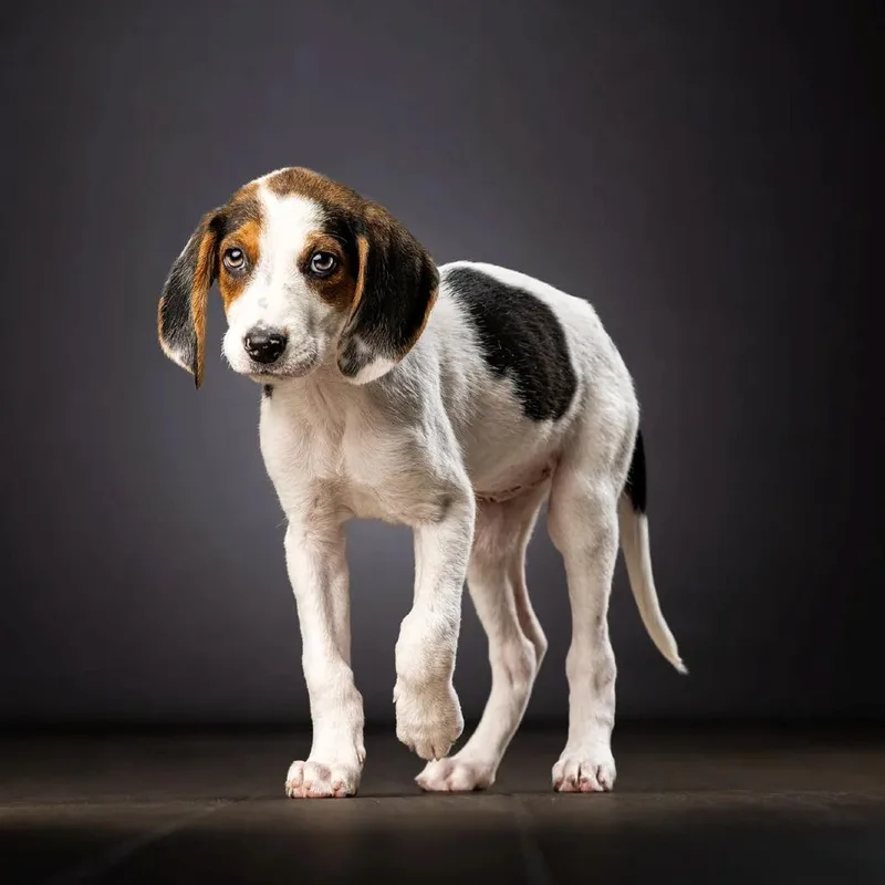 A baby small-sized female White / Cream Hound dog named Bravo for adoption in Jupiter, FL