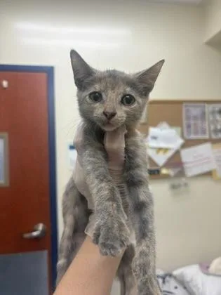 A baby medium-sized female Dilute Tortoiseshell Domestic Short Hair cat named Daffodil for adoption in Charleston, SC