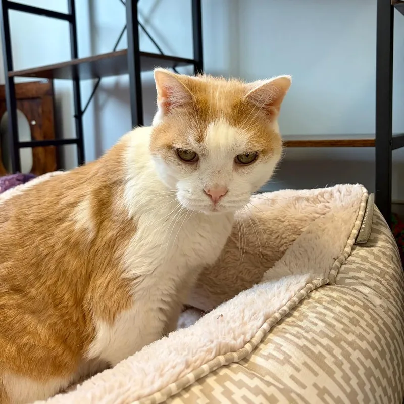 A senior small-sized male Domestic Short Hair cat named Muffin for adoption in Boston, MA