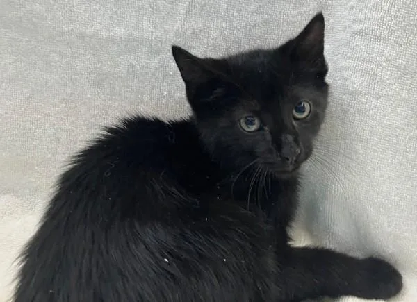 A baby small-sized male Domestic Short Hair cat named Flounder for adoption in Staten Island, NY