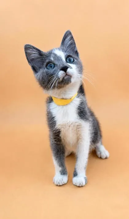 A baby small-sized male Domestic Short Hair cat named Ford for adoption in Dahlonega, GA