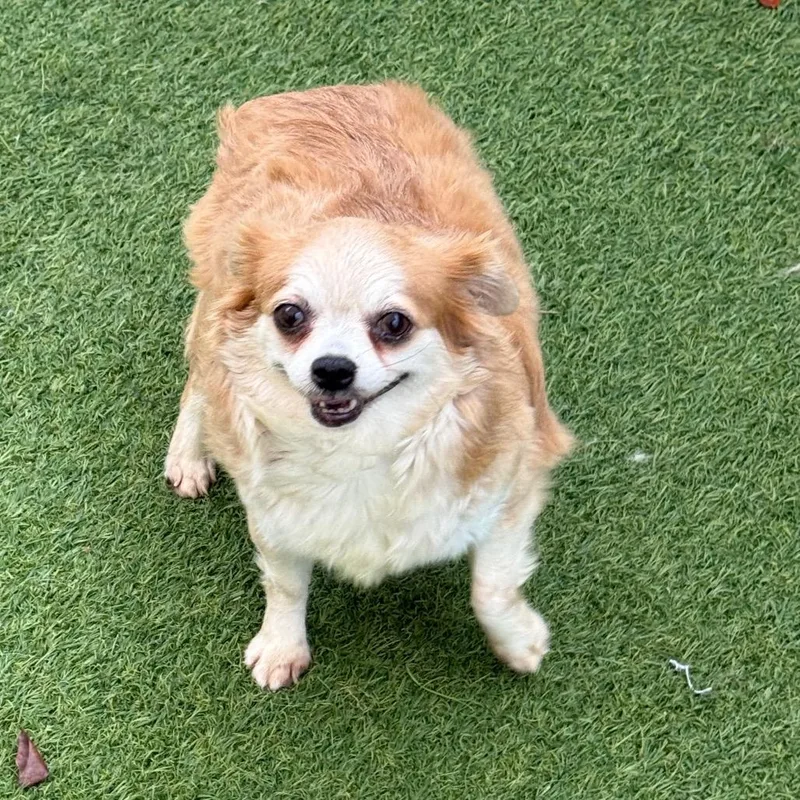 An adult small-sized female Chihuahua dog named Pancake for adoption in LOXAHATCHEE, FL