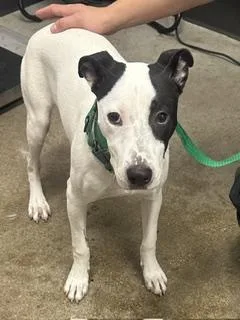 A baby medium-sized female White / Cream Pit Bull Terrier dog named Minnie for adoption in Cleveland, OH