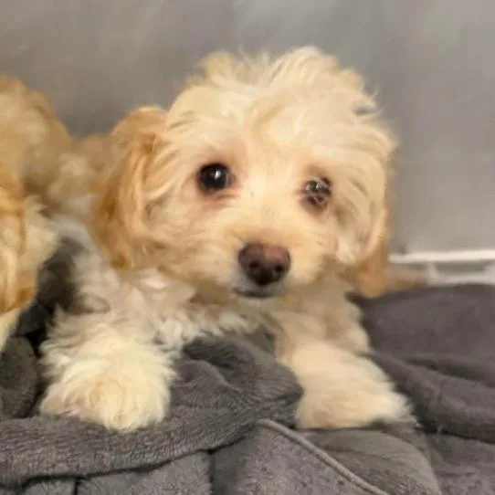 A baby small-sized female Yellow / Tan / Blond / Fawn Poodle dog named Wellsy for adoption in Northbrook, IL