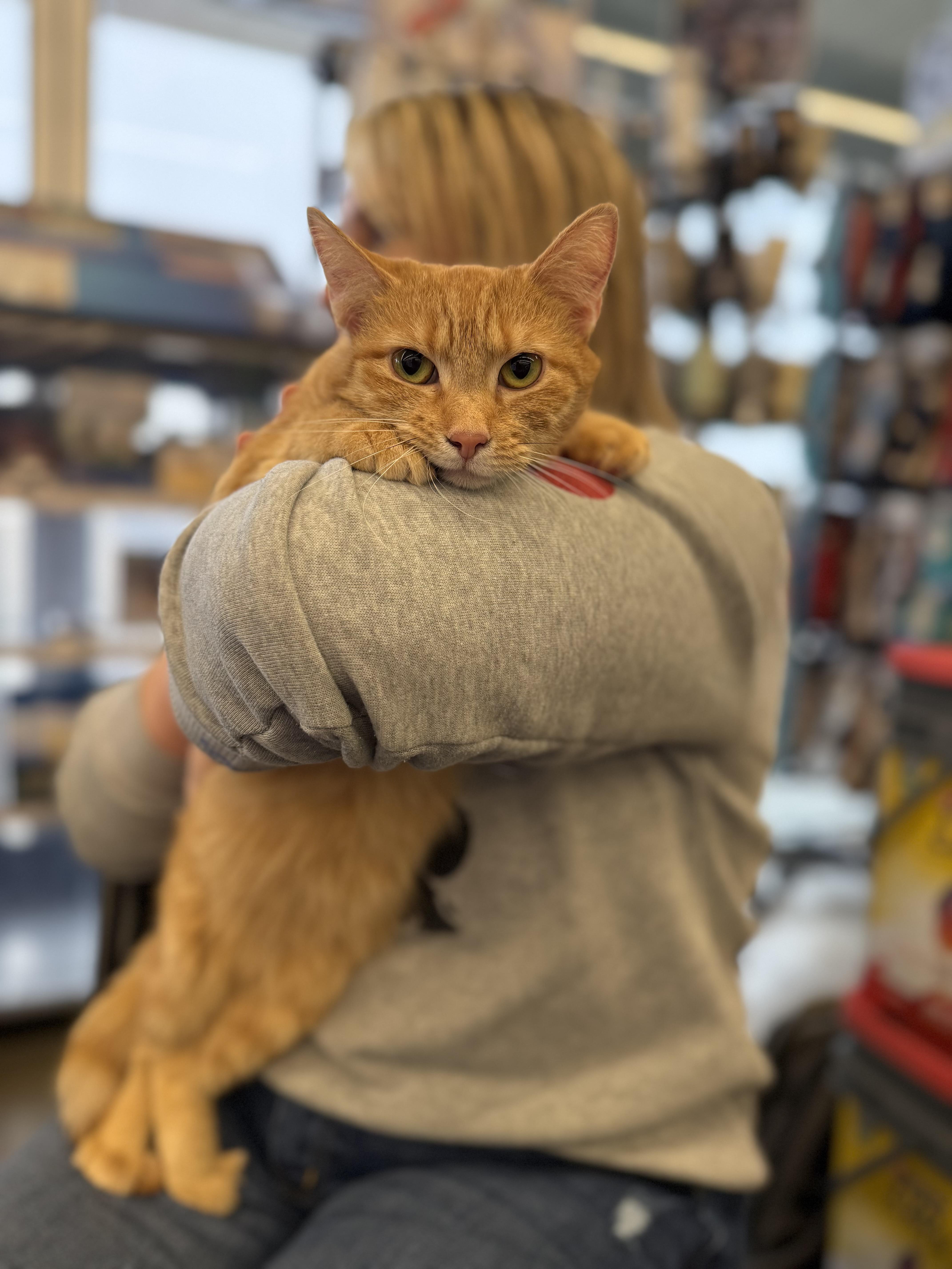 An adult small-sized female Orange / Red Domestic Short Hair cat named Sweet Girl for adoption in Corydon, IN