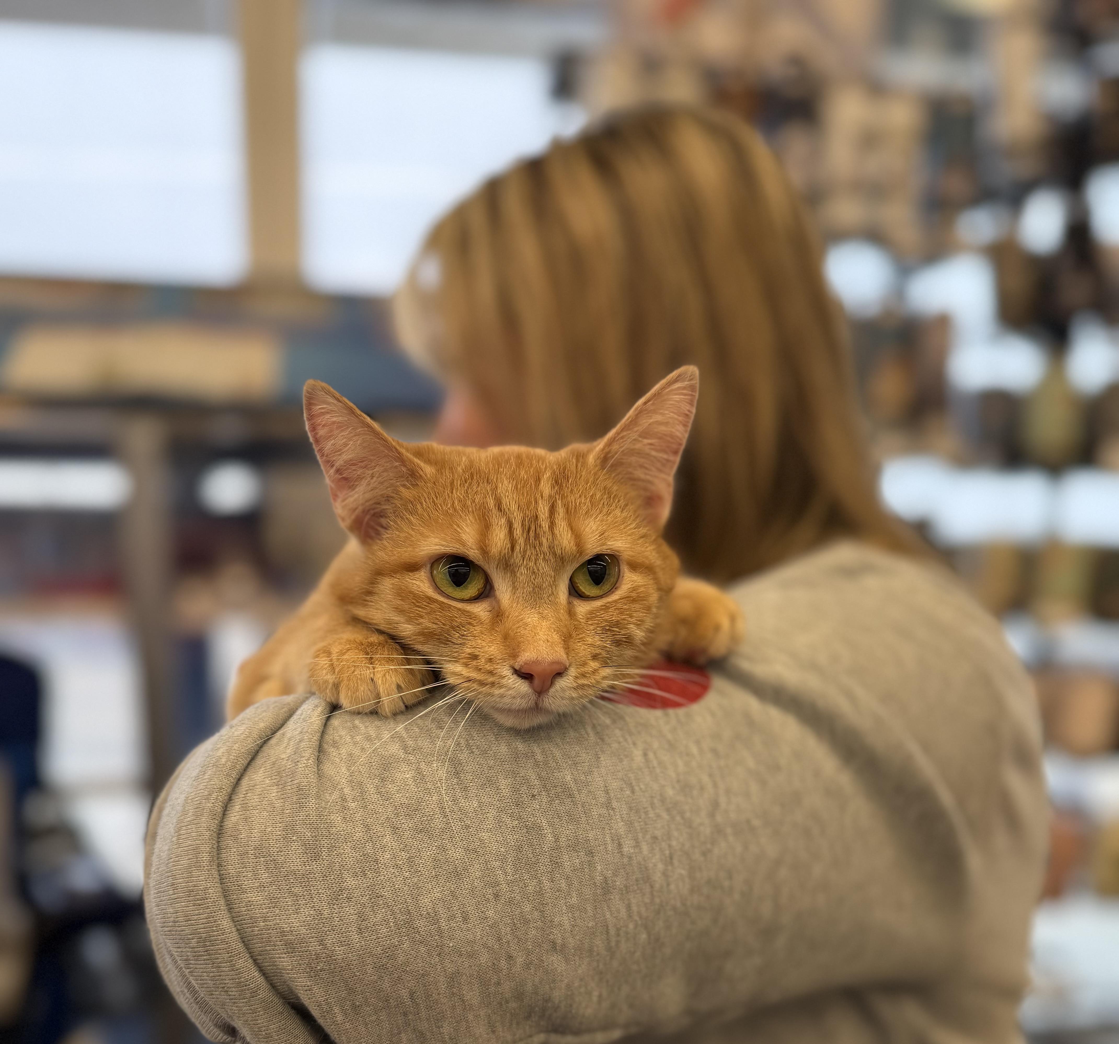 Sweet Girl thumbnail 2