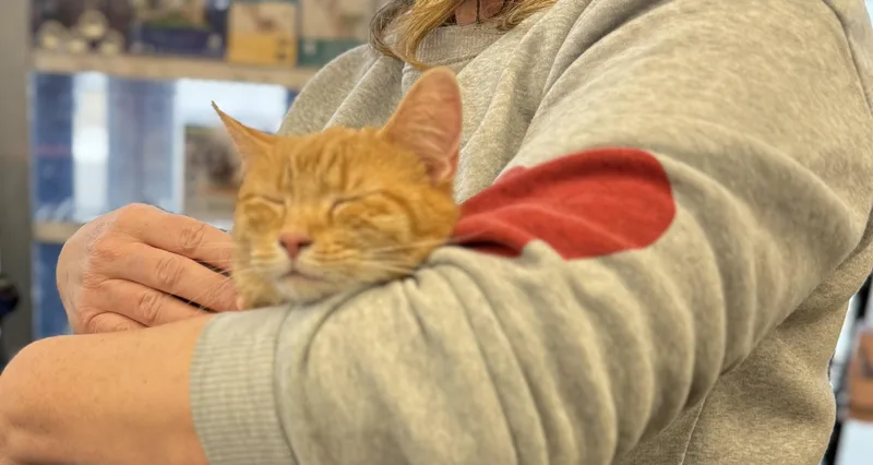 Sweet Girl thumbnail 3