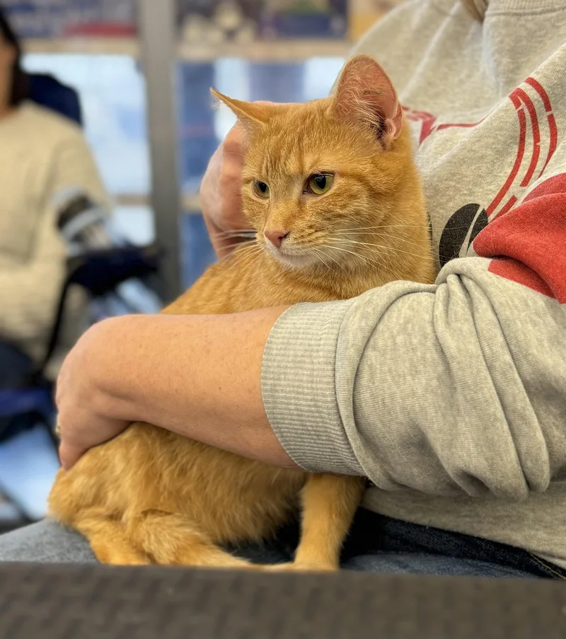 Sweet Girl thumbnail 4