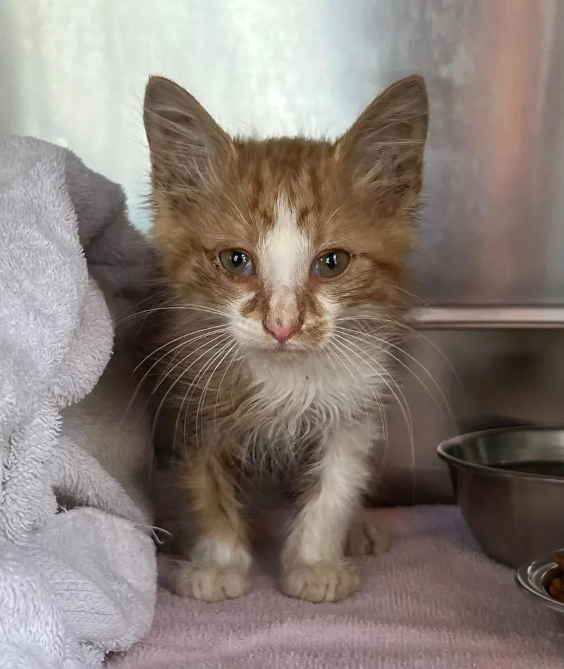A baby medium-sized male Domestic Long Hair cat named Tesla for adoption in Murray, KY
