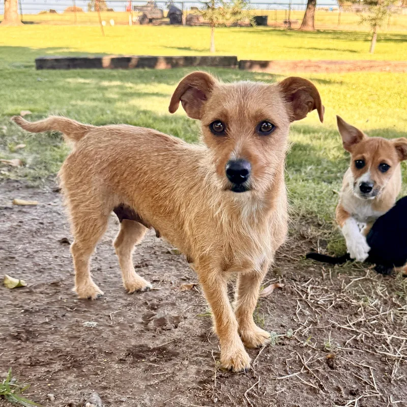 A young small-sized female Wirehaired Terrier dog named Kiwi for adoption in modesto, CA