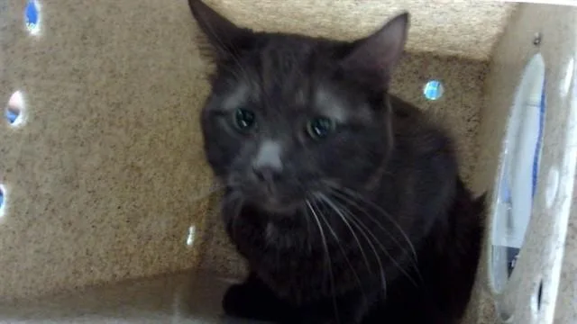 A young small-sized male Domestic Short Hair cat named Berlin for adoption in Denver, CO