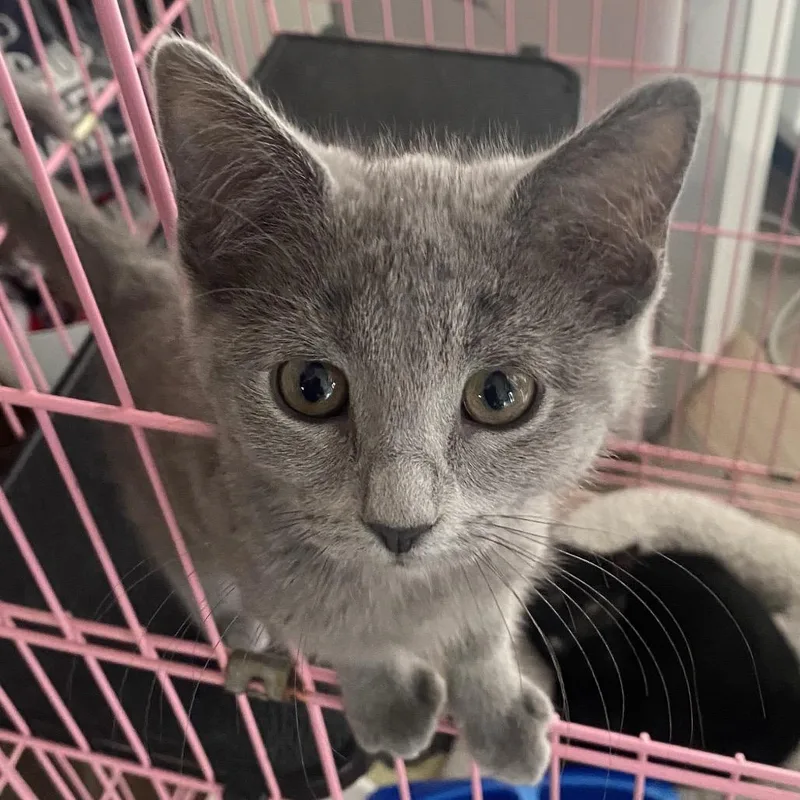 A baby small-sized male Gray / Blue / Silver Domestic Short Hair cat named Dixie for adoption in Dayton, OH