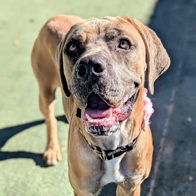 An adult large-sized female Bullmastiff dog named Blossom for adoption in Ferndale, WA