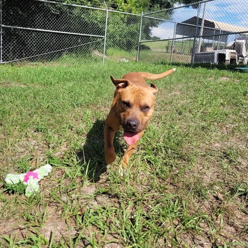 An adult medium-sized male Yellow / Tan / Blond / Fawn Mixed Breed dog named PupPup for adoption in Lake Panasoffkee, FL