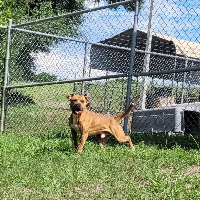 PupPup thumbnail 3