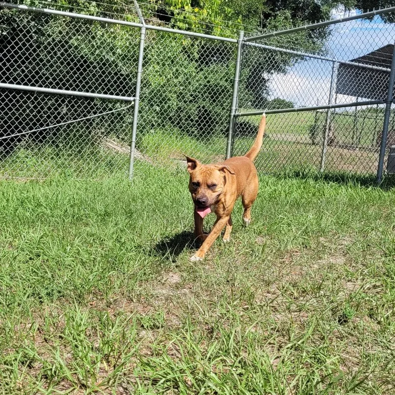 PupPup thumbnail 5