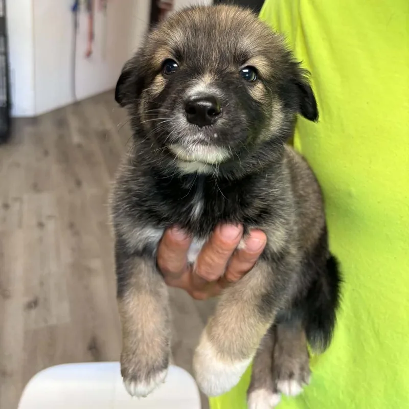 A baby small-sized male Brown / Chocolate Australian Shepherd dog named Eric for adoption in Gordonsville, TN