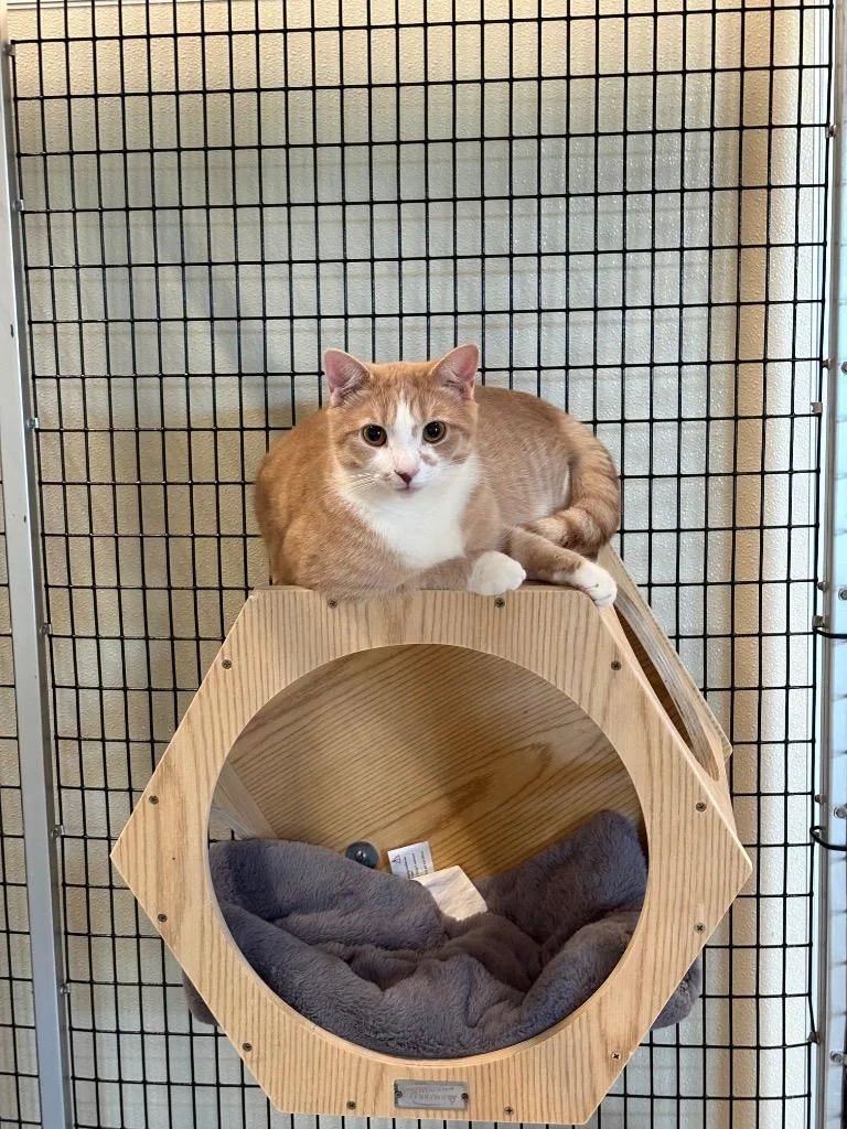 A young medium-sized male Domestic Short Hair cat named Raff for adoption in Raleigh, NC