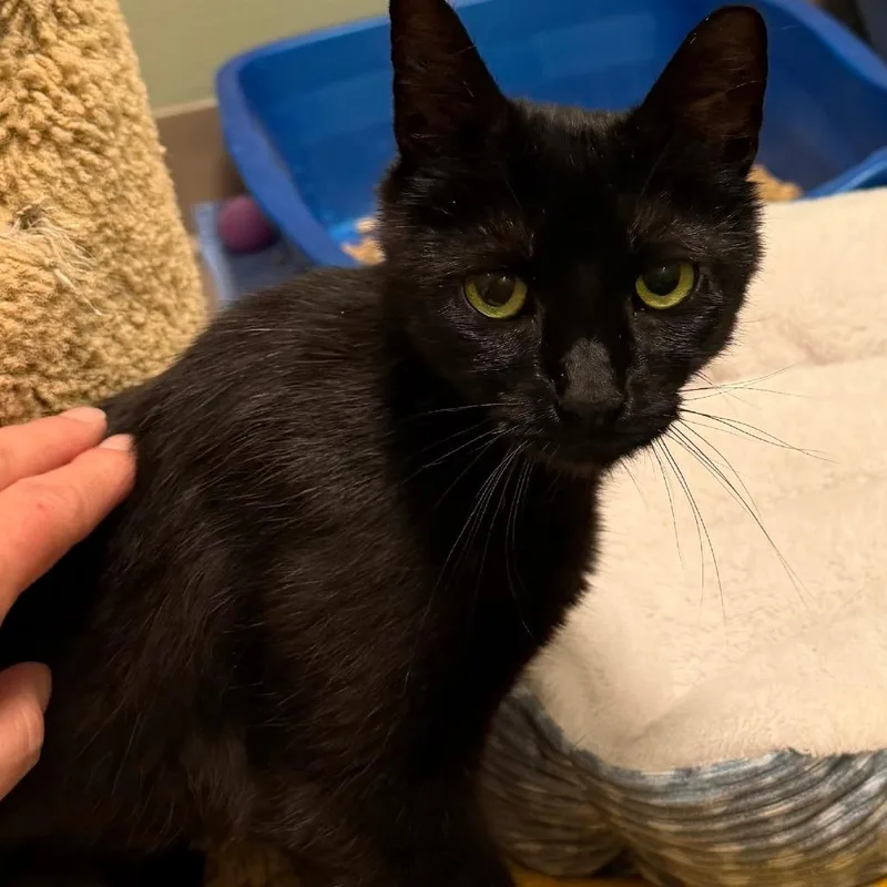 An adult medium-sized female Black Domestic Short Hair cat named Pixie for adoption in Middlebury, VT