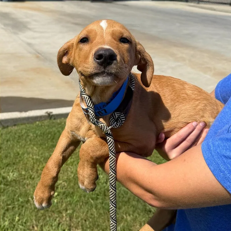 A baby medium-sized male Yellow / Tan / Blond / Fawn Labrador Retriever dog named Jammie for adoption in Binghamton, NY
