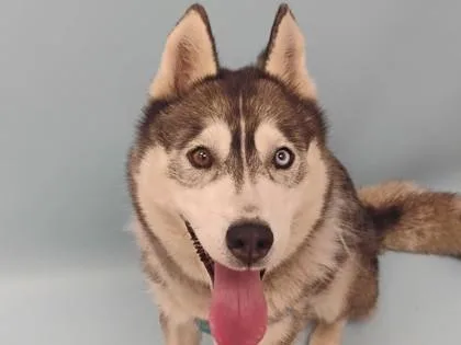 A senior large-sized female Siberian Husky dog named Princessa for adoption in Woodbury, MN