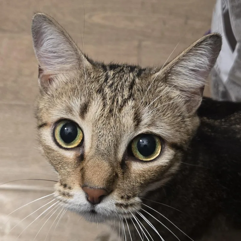 An adult medium-sized female Domestic Short Hair cat named Saffron for adoption in Cumming, GA