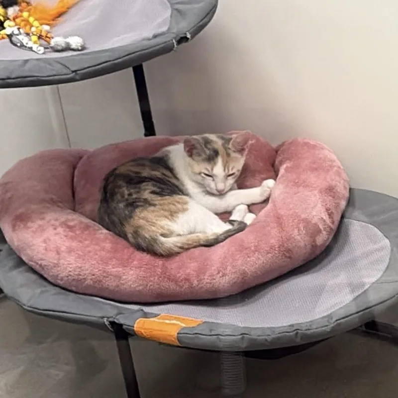 A baby small-sized female Calico Domestic Short Hair cat named Marriott for adoption in Richmond, VA