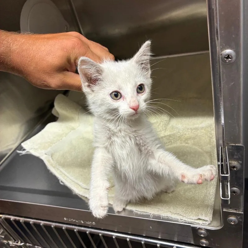 A baby small-sized female White American Shorthair cat named Frankie for adoption in Danville, KY