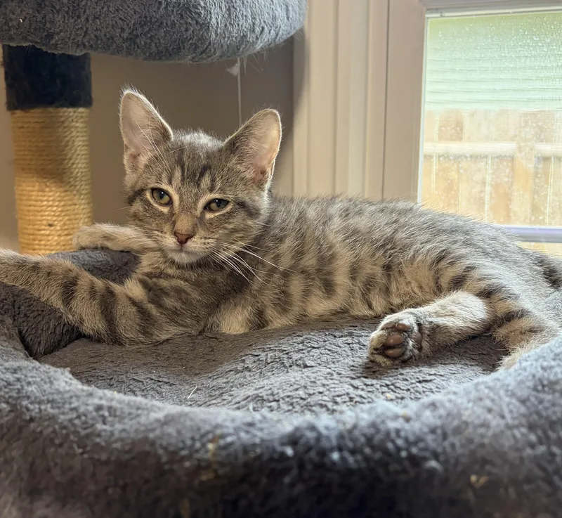 A baby medium-sized male Tabby (Tiger Striped) Domestic Short Hair cat named Caviar for adoption in Victor, NY