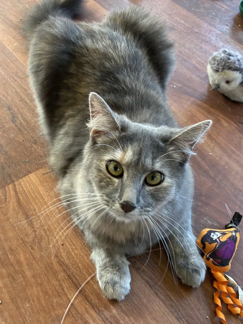 A young medium-sized female Domestic Medium Hair cat named Jessie for adoption in Stewartsville, NJ