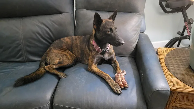 An adult large-sized female Belgian Shepherd / Malinois dog named Lynx for adoption in Parrish, FL