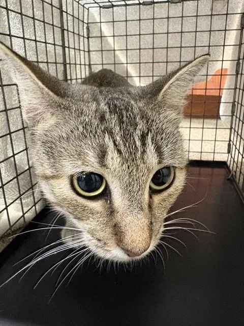 A young medium-sized female Domestic Short Hair cat named Twizzler for adoption in Fort Myers, FL